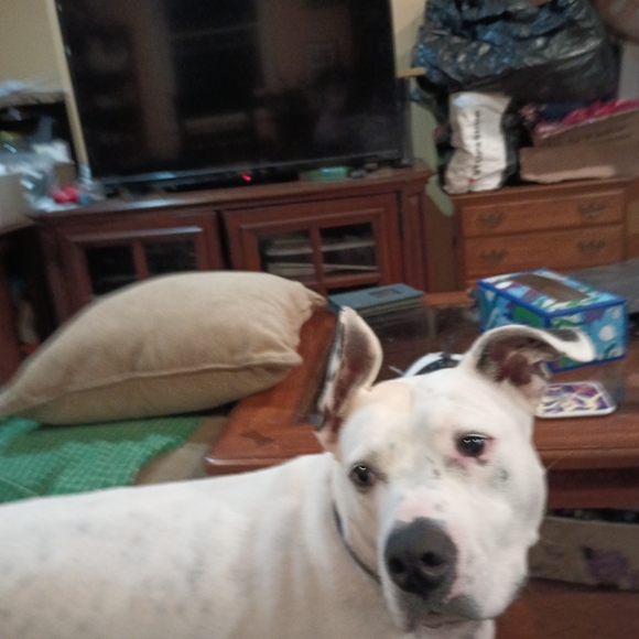 Jenn's Live Show Flyer - Picture 7 of 10